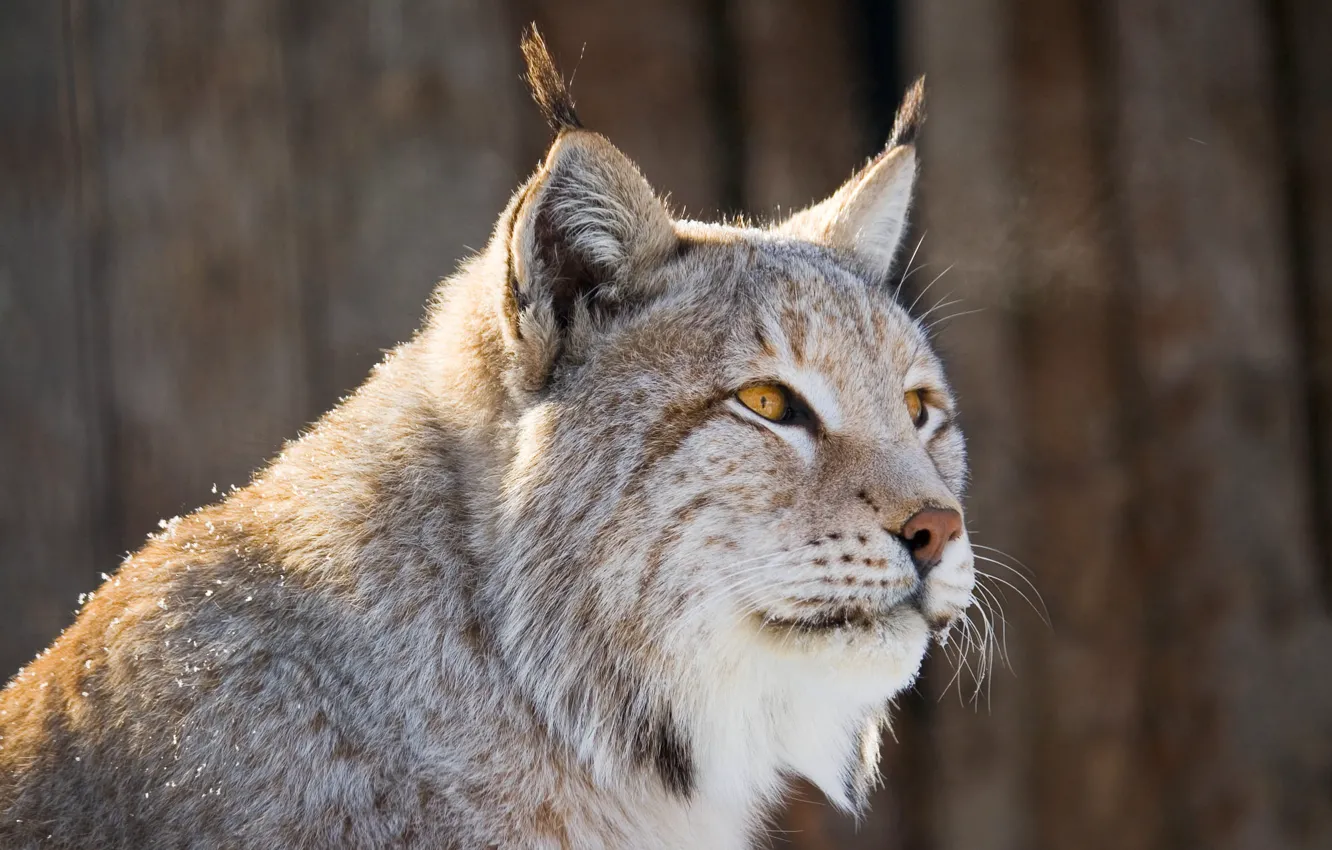 Photo wallpaper look, snow, portrait, lynx, face