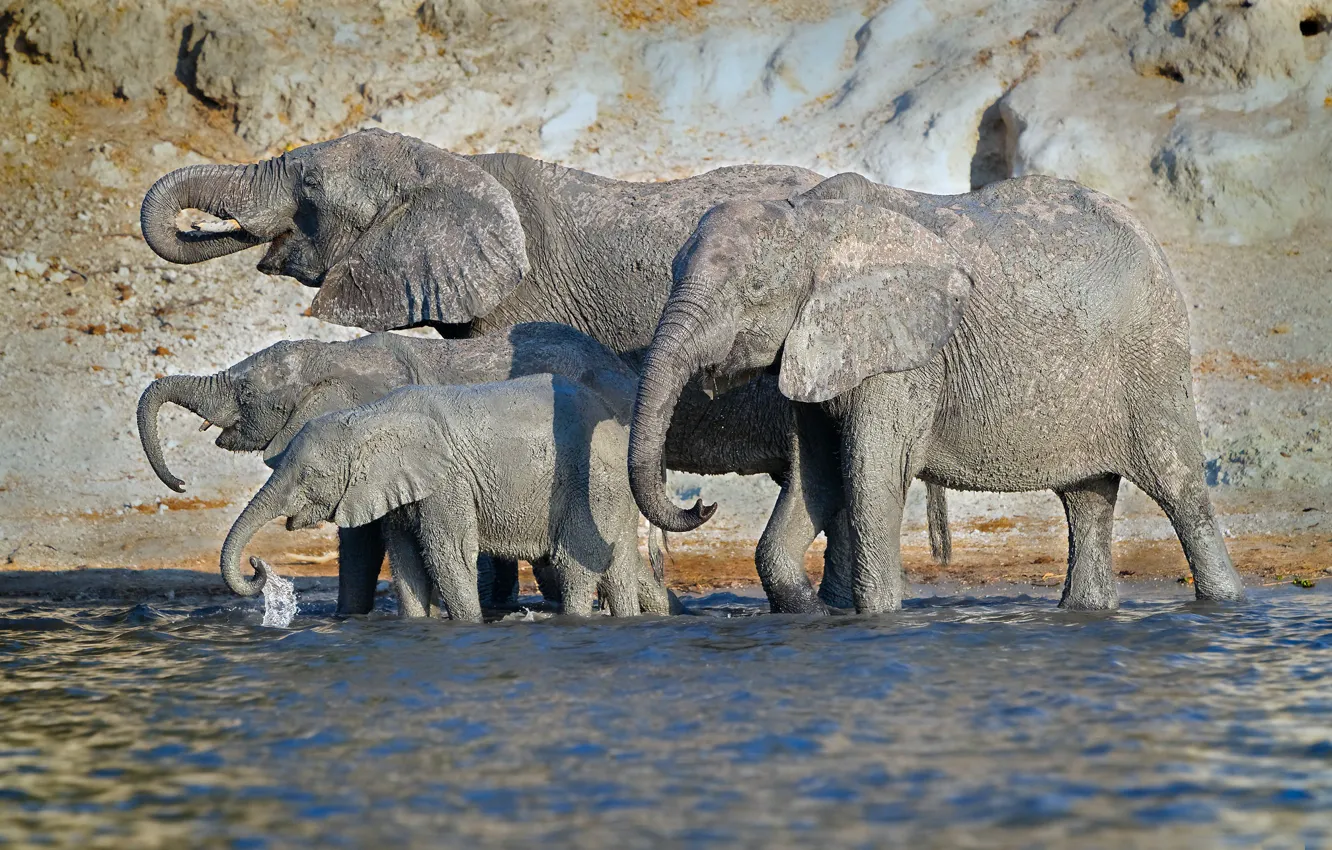 Photo wallpaper nature, lake, elephant