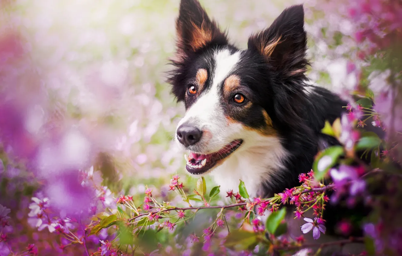 Photo wallpaper face, cherry, dog, branch, flowering, bokeh