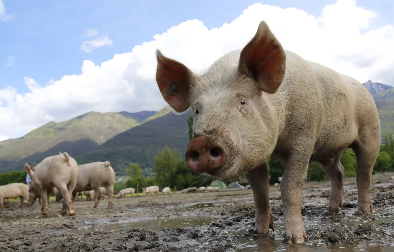 Photo wallpaper look, Piglet, pig, mountains, livestock, hills, pasture, face