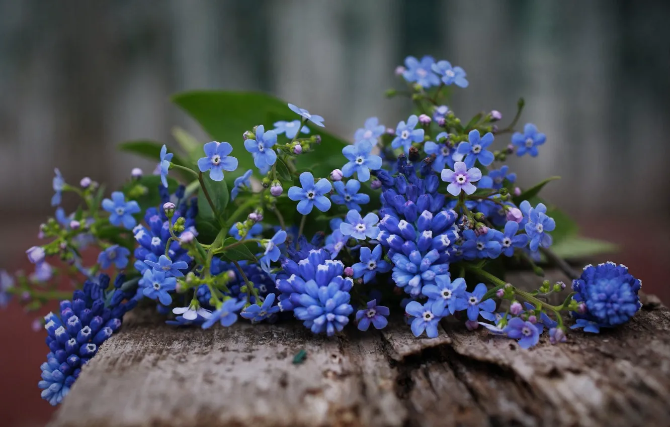 Photo wallpaper flowers, Board, bouquet, blue, forget-me-nots