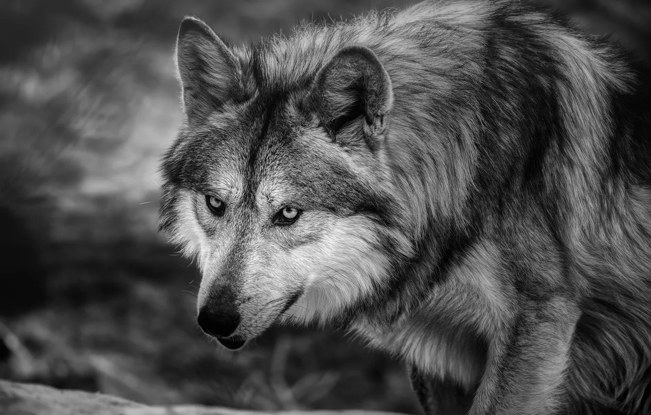 Photo wallpaper face, wolf, predator, black and white, monochrome