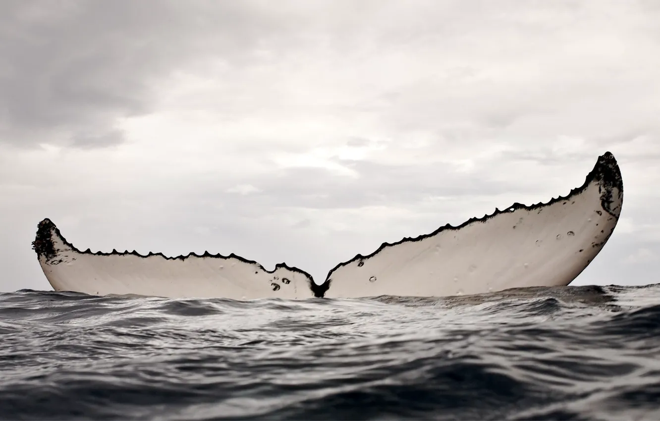 Photo wallpaper sea, water, whale, humpback whale, cloud - sky