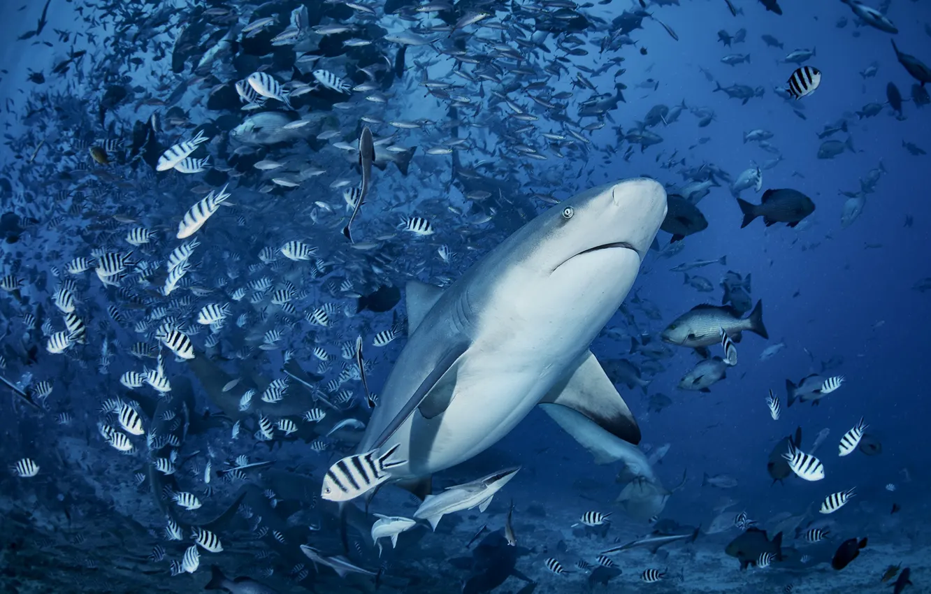 Photo wallpaper sea, fish, fish, shark, underwater world, cant