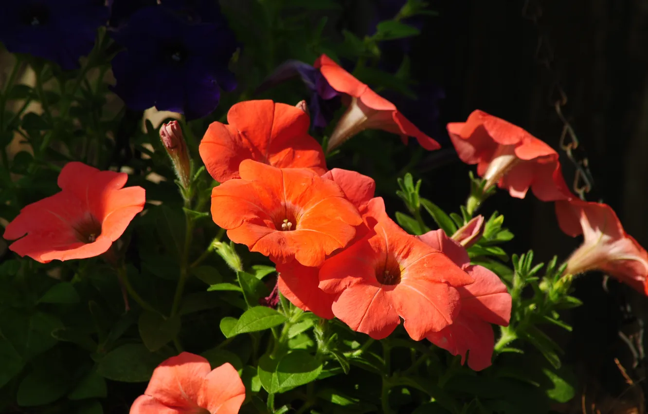 Photo wallpaper flowers, nature, flowers, Petunia, рetunias