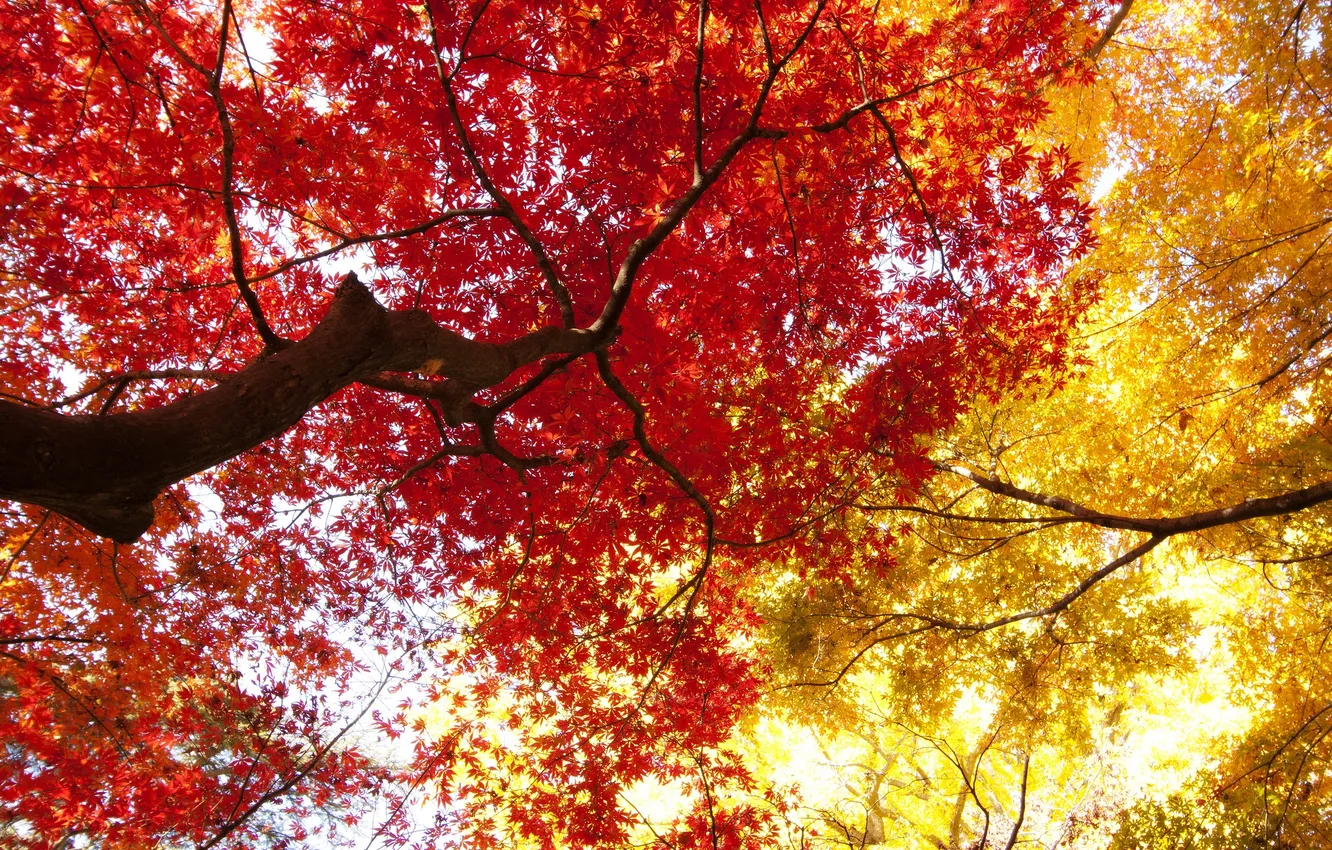 Photo wallpaper autumn, leaves, tree, trunk, crown, the crimson