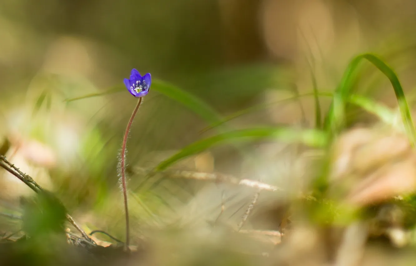 Photo wallpaper macro, flowers, nature, lilies of the valley