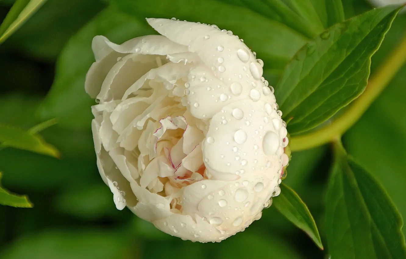 Photo wallpaper close-up, drops, white peony, Bud of peony