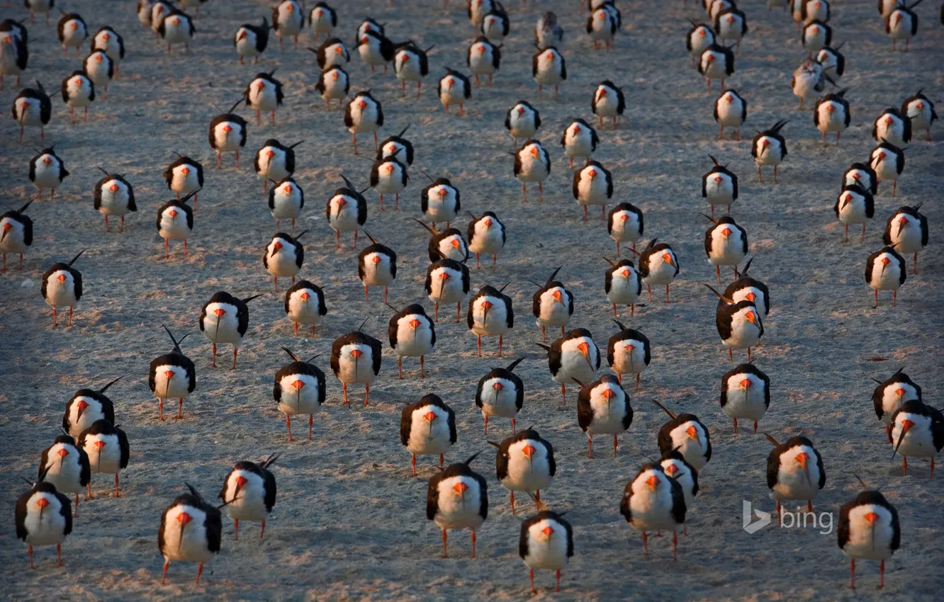 Photo wallpaper birds, USA, Cape May, black skimmers, New Jersey