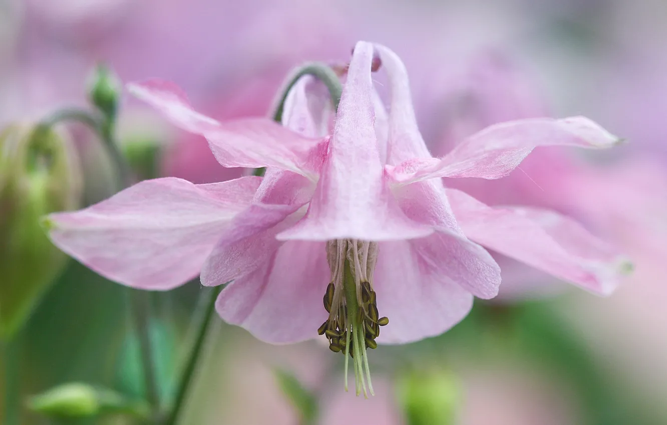 Photo wallpaper flower, pink, gentle, the catchment, Aquilegia, Orlik