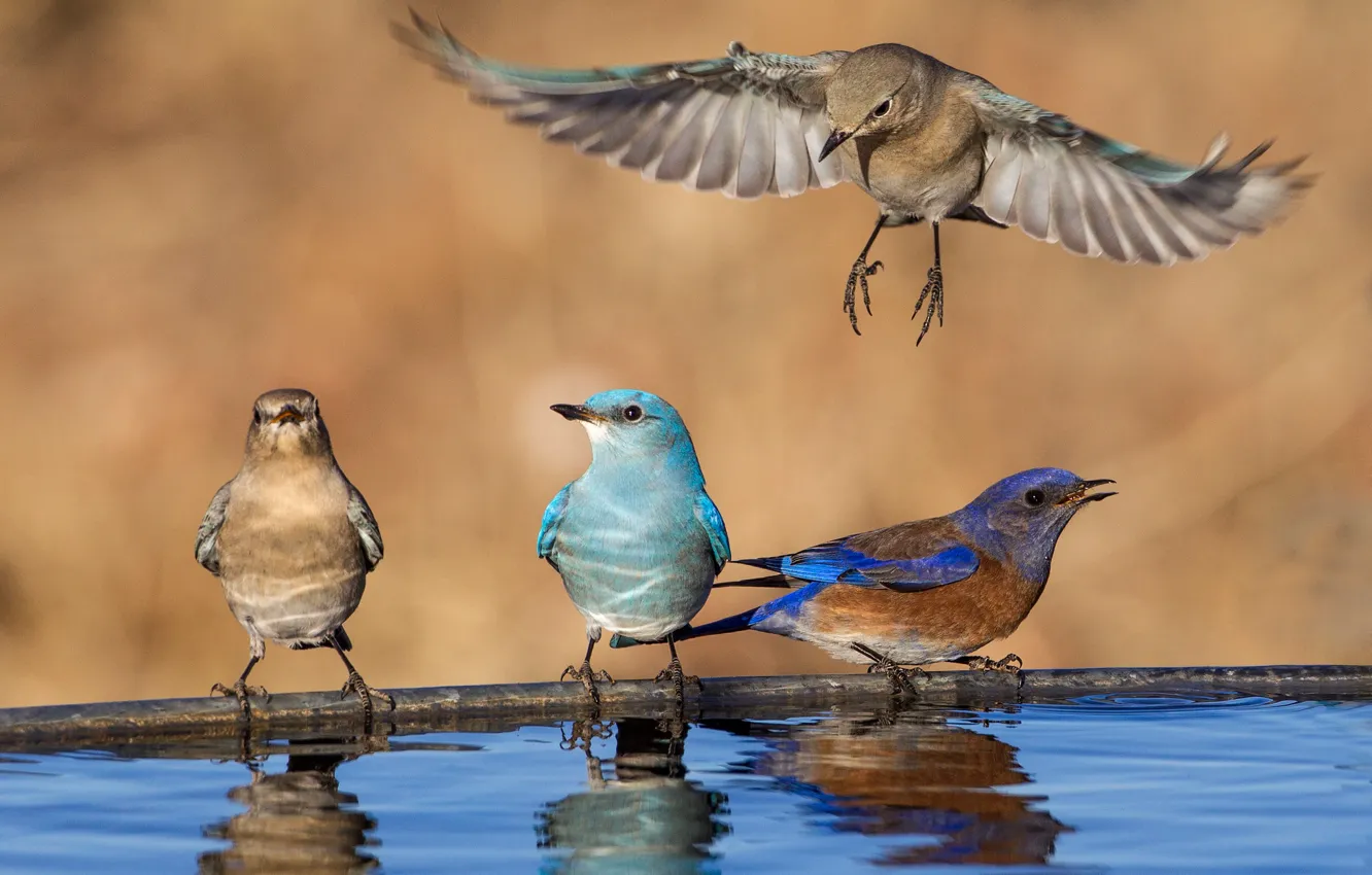 Photo wallpaper water, bird, wings, Blue sialia, Western sialia