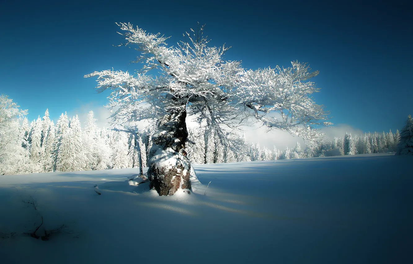 Photo wallpaper winter, forest, snow, tree, Germany, Bayern, Germany, Bavaria