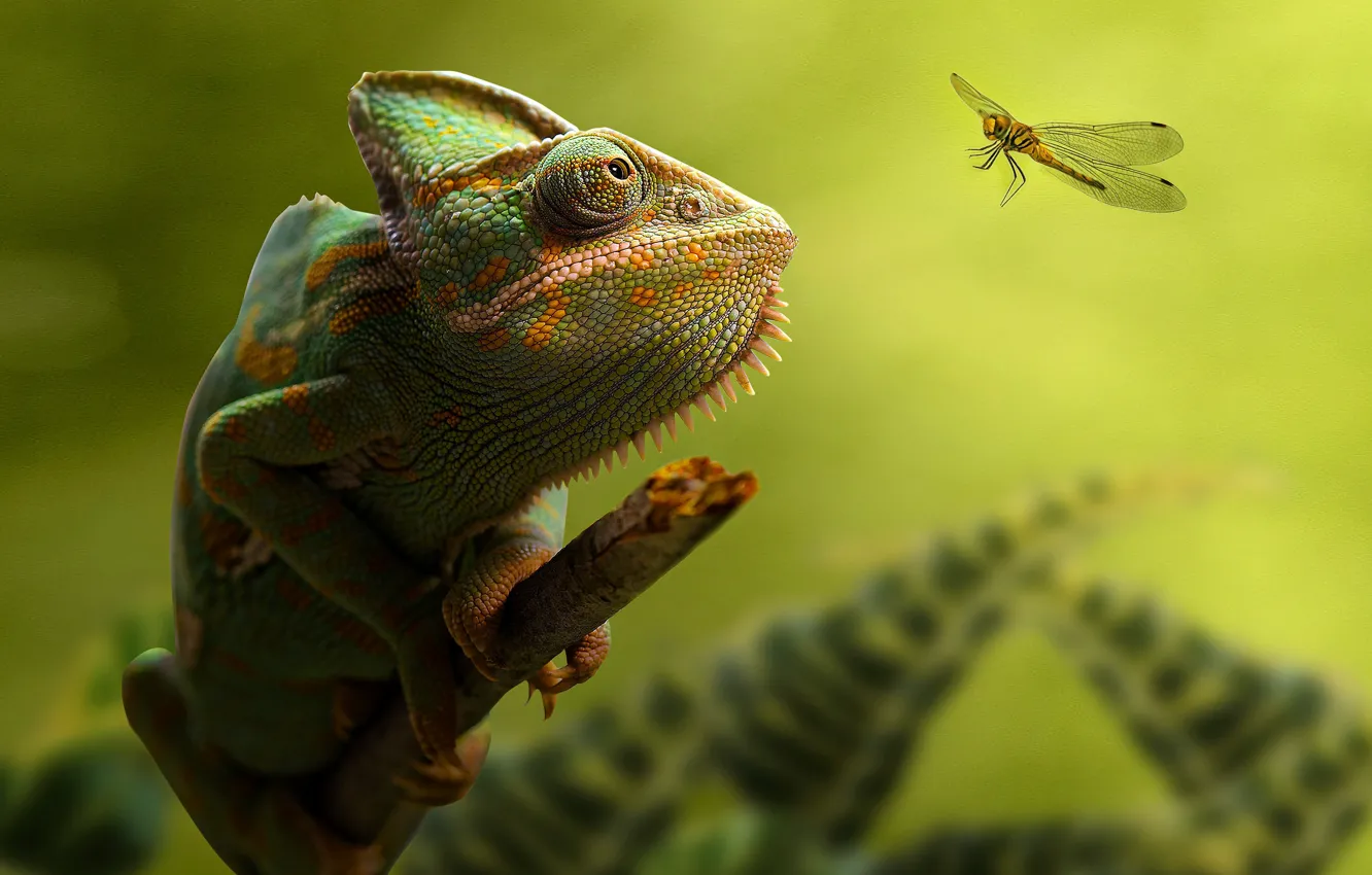 Photo wallpaper Eyes, Branch, Dragonfly, Chameleon, Green background, Blurred background, Chameleon