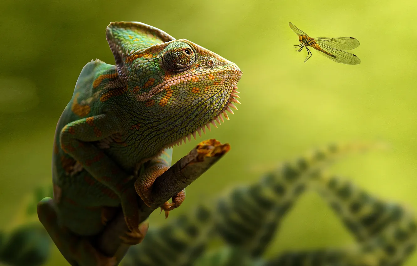 Photo wallpaper eyes, branches, chameleon, dragonfly, green background, blurred background, chameleon