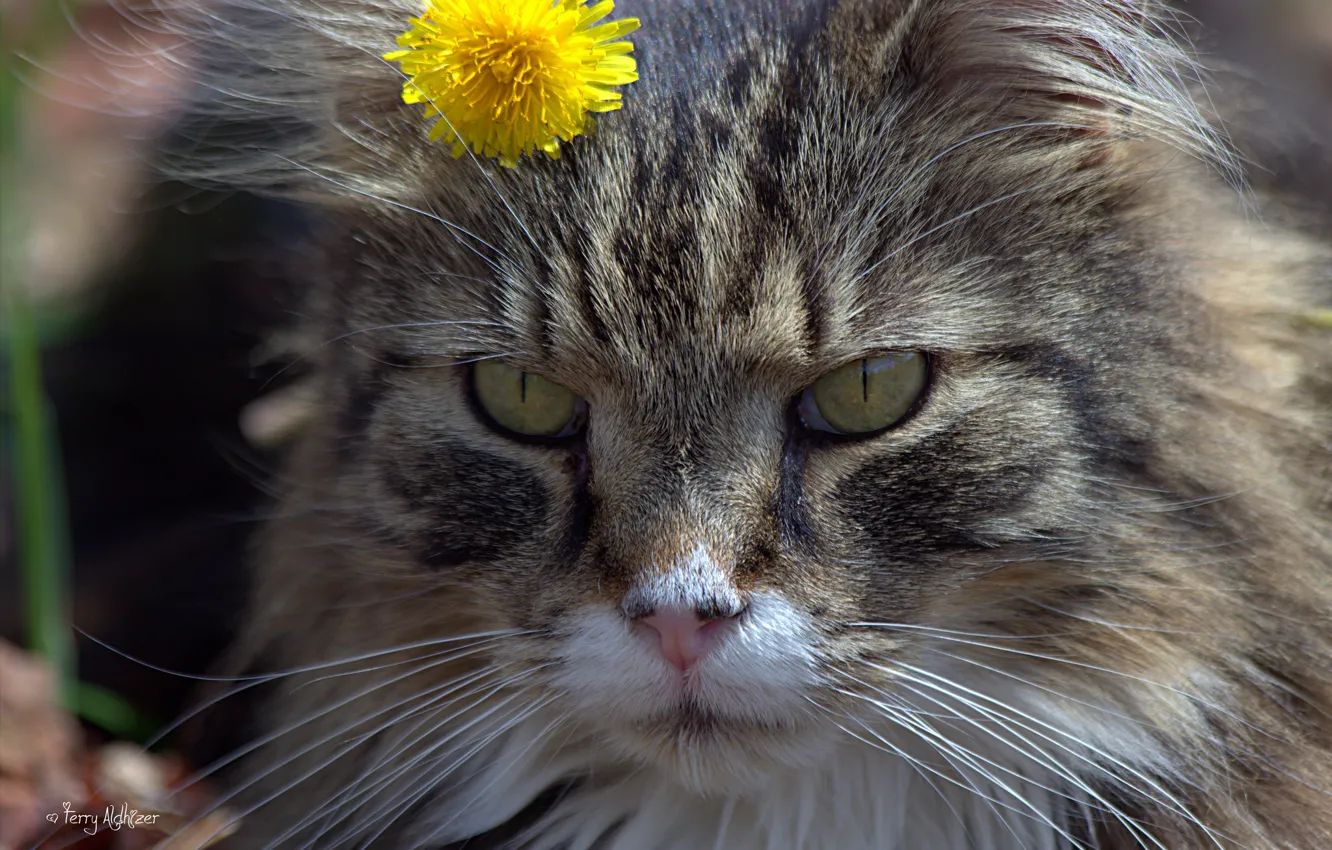 Photo wallpaper cat, flower, cat, face, dandelion