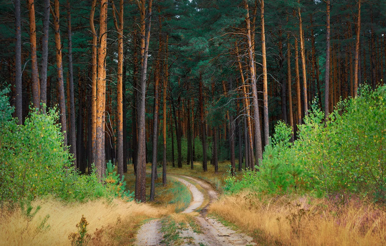 Photo wallpaper road, forest, pine