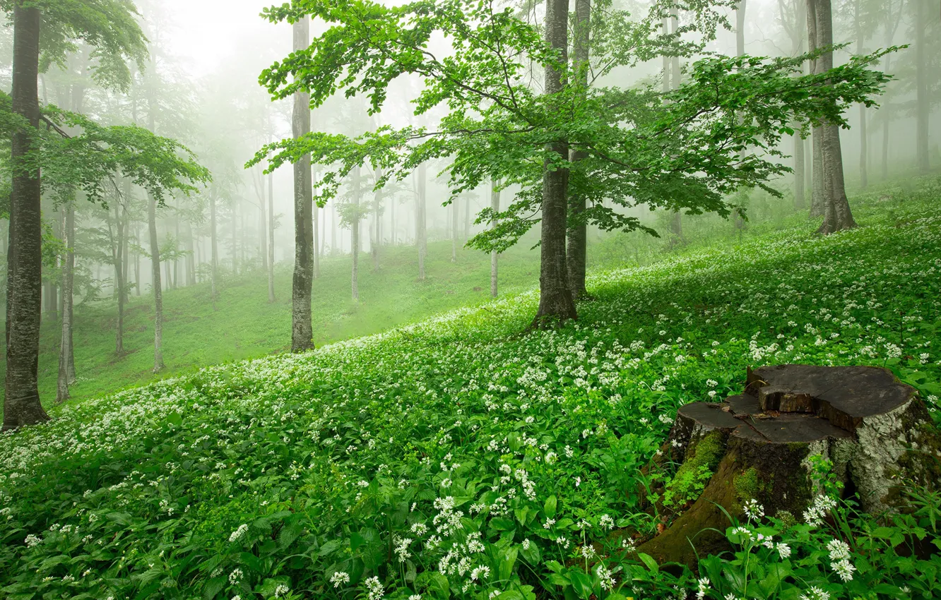 Photo wallpaper forest, flowers, stump, ramsons