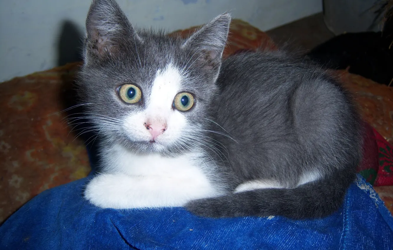 Photo wallpaper look, grey, kitty, smoky, Meduzanol ©