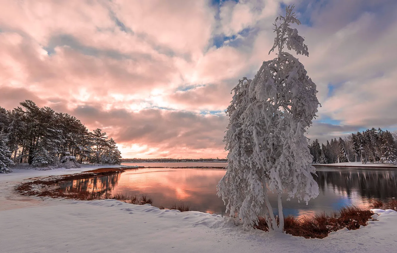 Photo wallpaper snow, lake, tree, lake, snow, tree, winter landscape, winter landscape