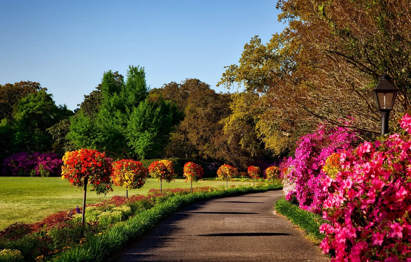 Photo wallpaper trees, Park, beauty, track, lawn, trees, park, beauty