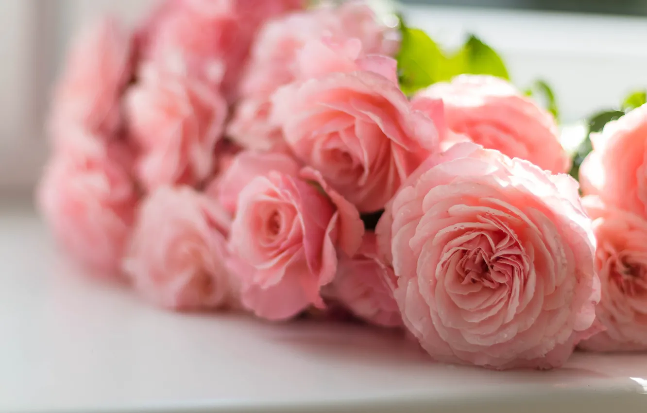 Photo wallpaper roses, bouquet, pink, bokeh