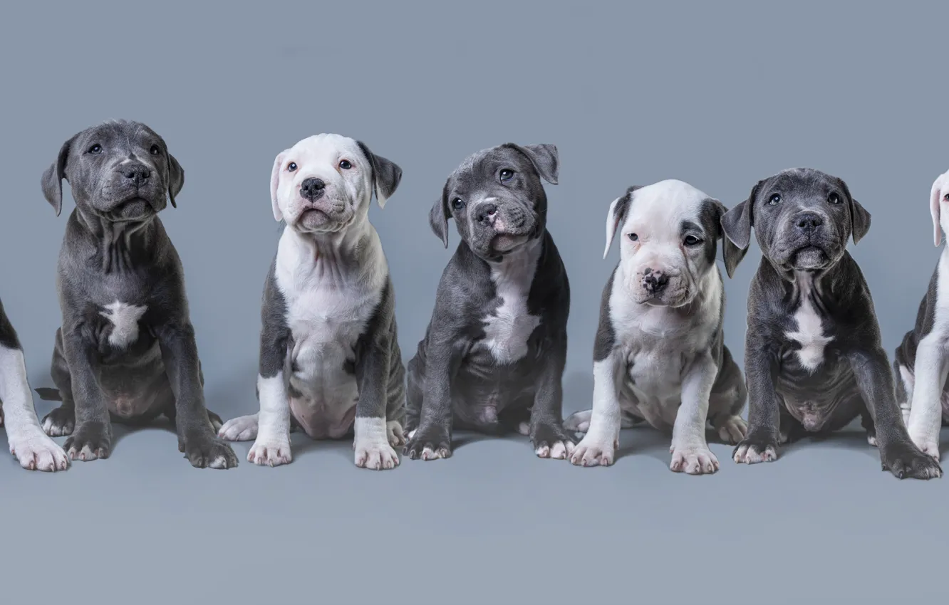 Photo wallpaper look, pose, grey, background, dog, baby, puppy, banner