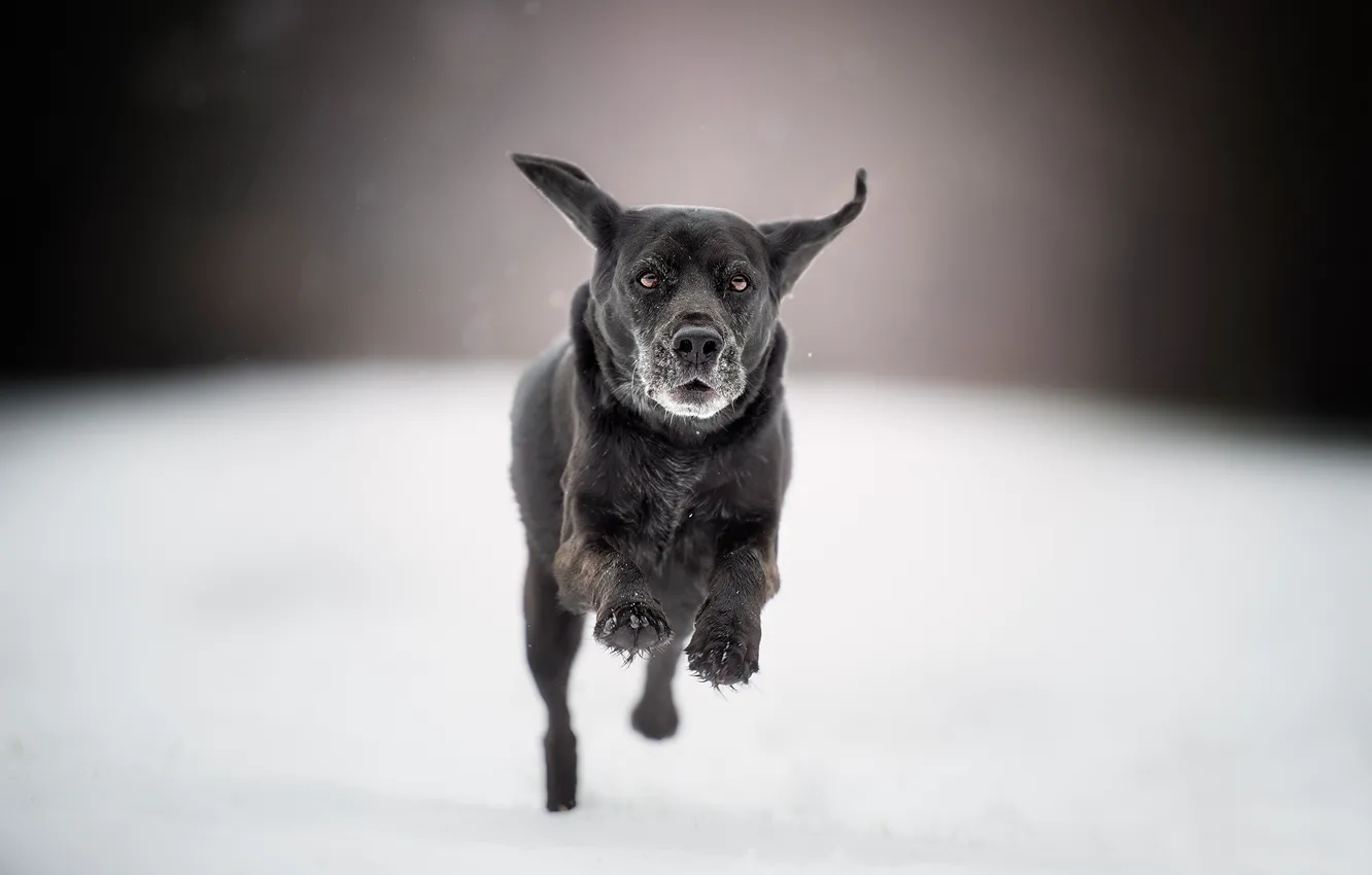 Photo wallpaper snow, dog, running, walk, bokeh