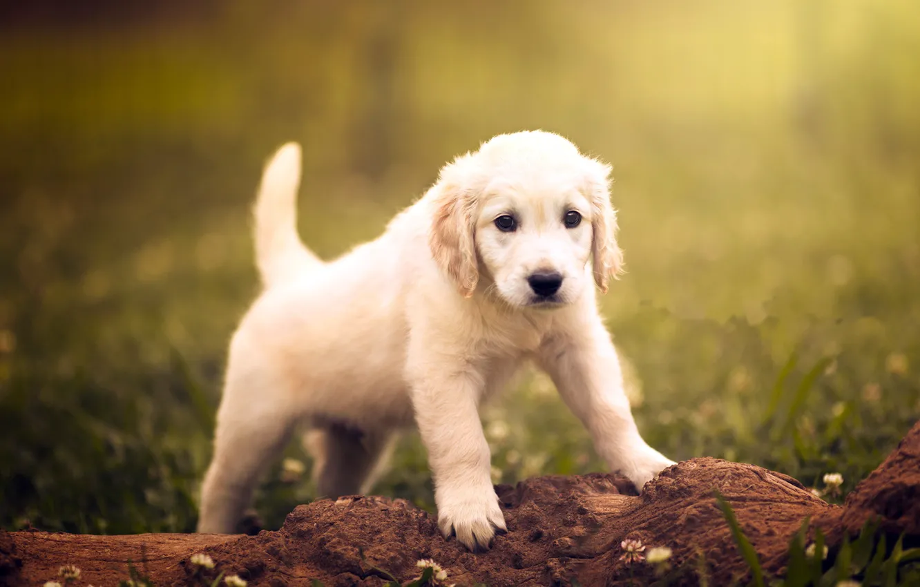 Photo wallpaper nature, dog, puppy