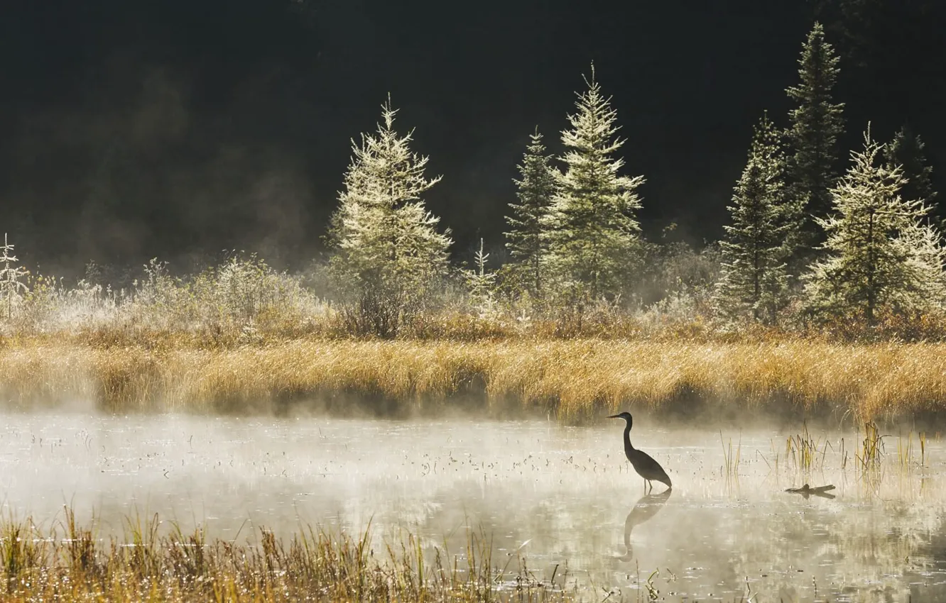 Photo wallpaper forest, swamp, Heron