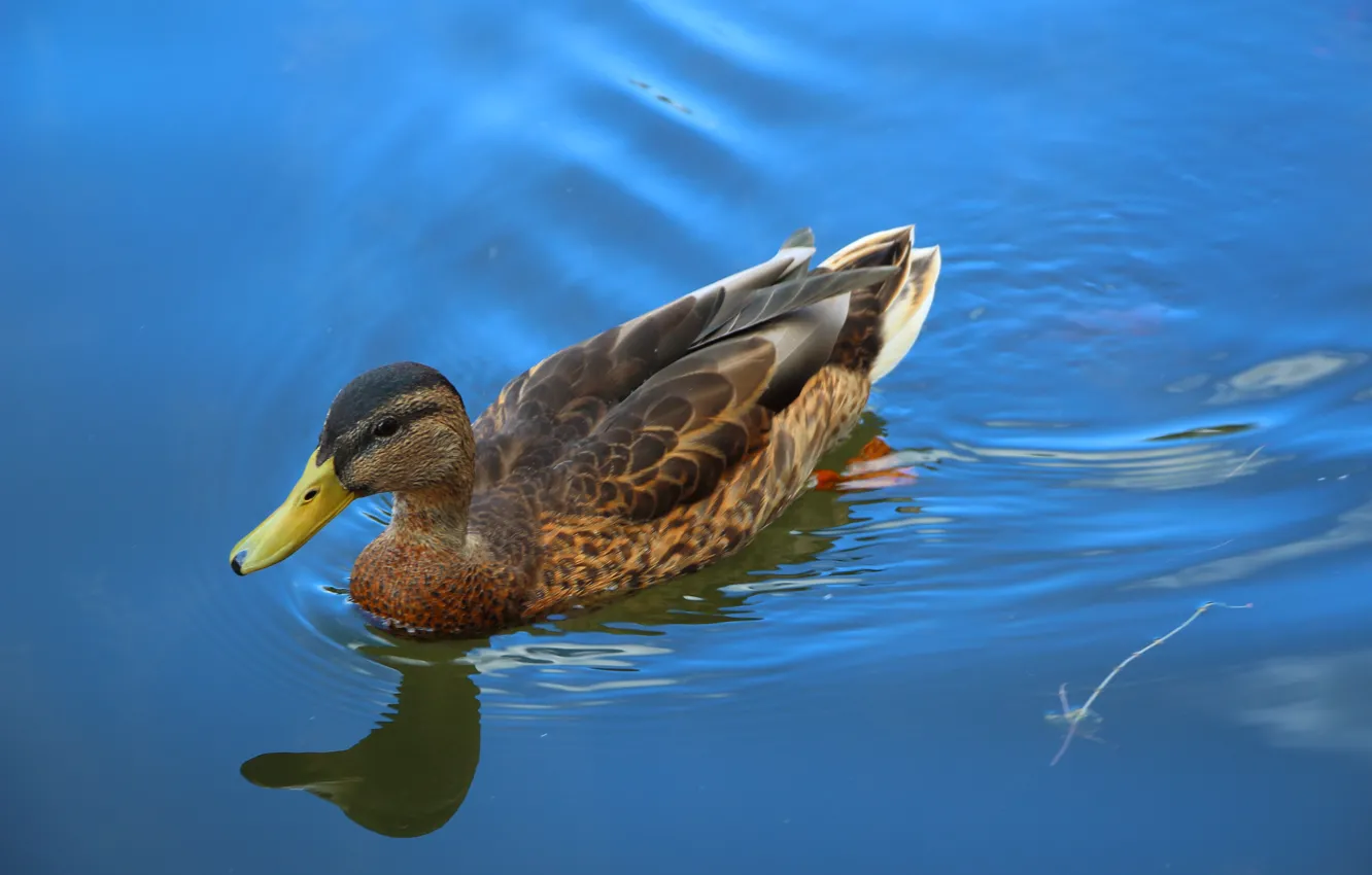 Photo wallpaper nature, lake, duck