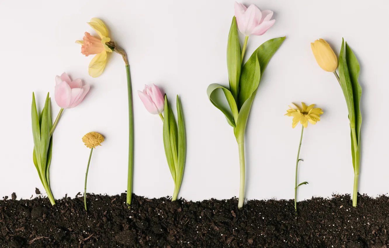 Photo wallpaper flowers, yellow, spring, tulips, pink, fresh, yellow, pink