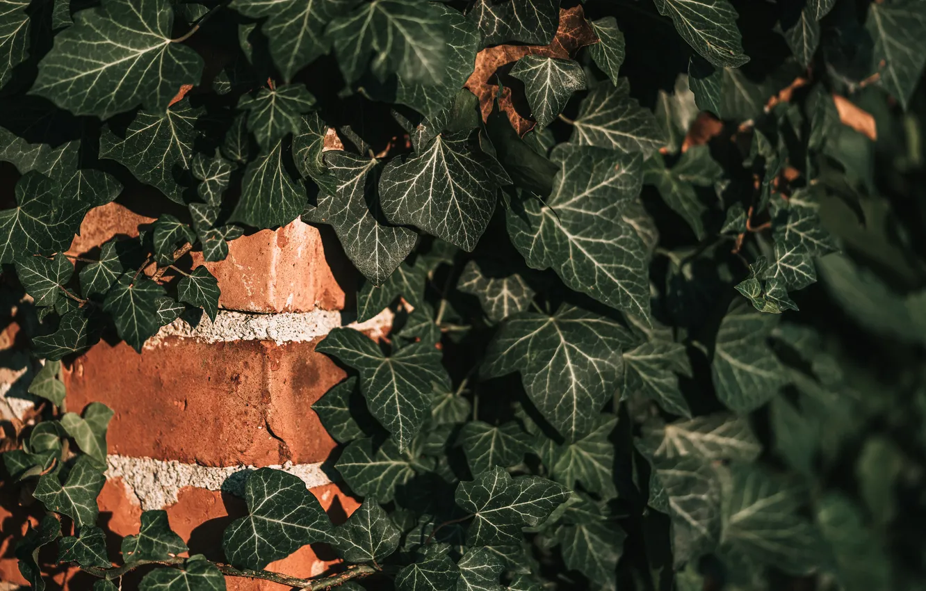 Photo wallpaper green, wall, pattern