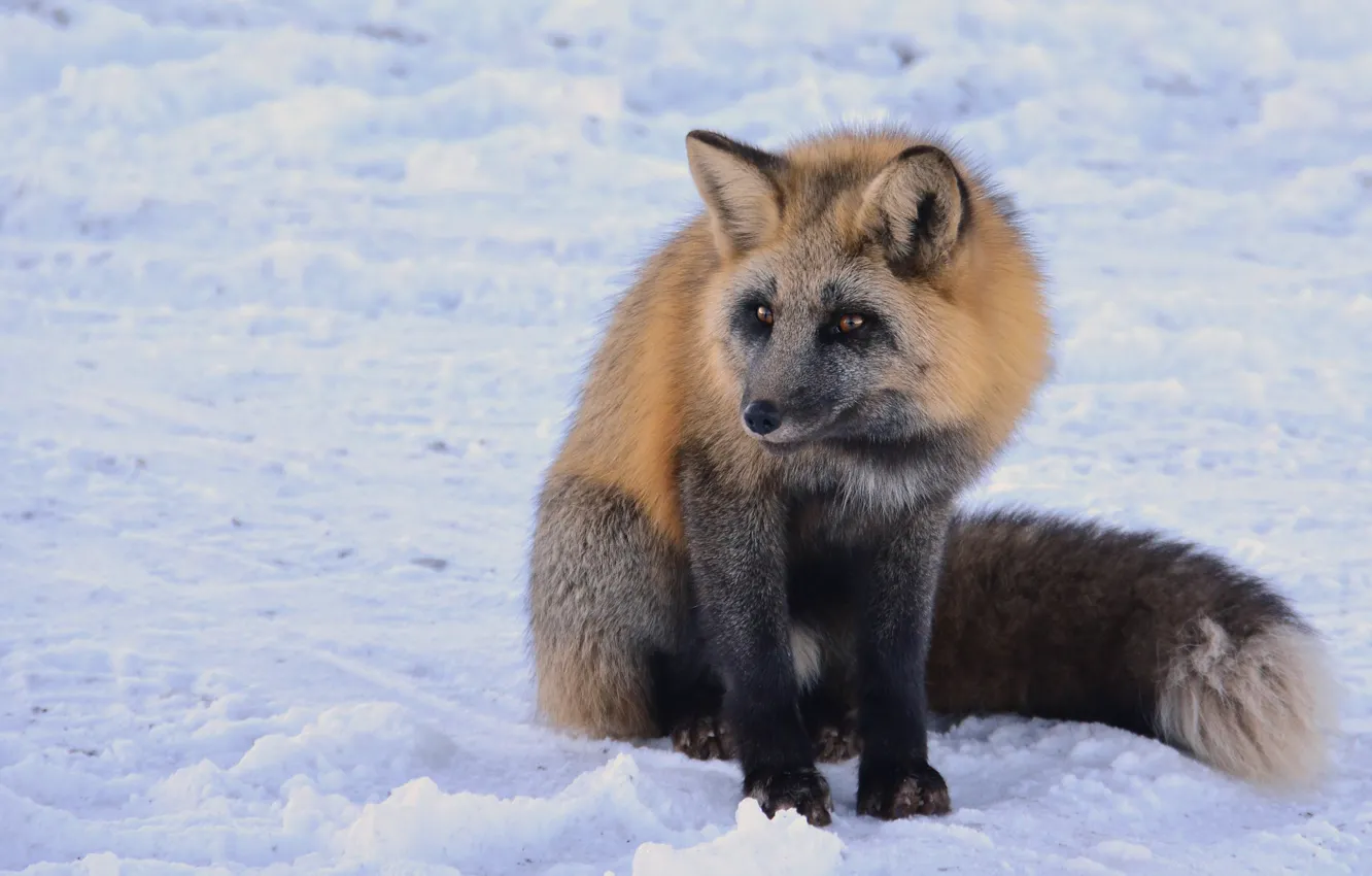 Photo wallpaper winter, look, snow, nature, paws, Fox, tail, the snow