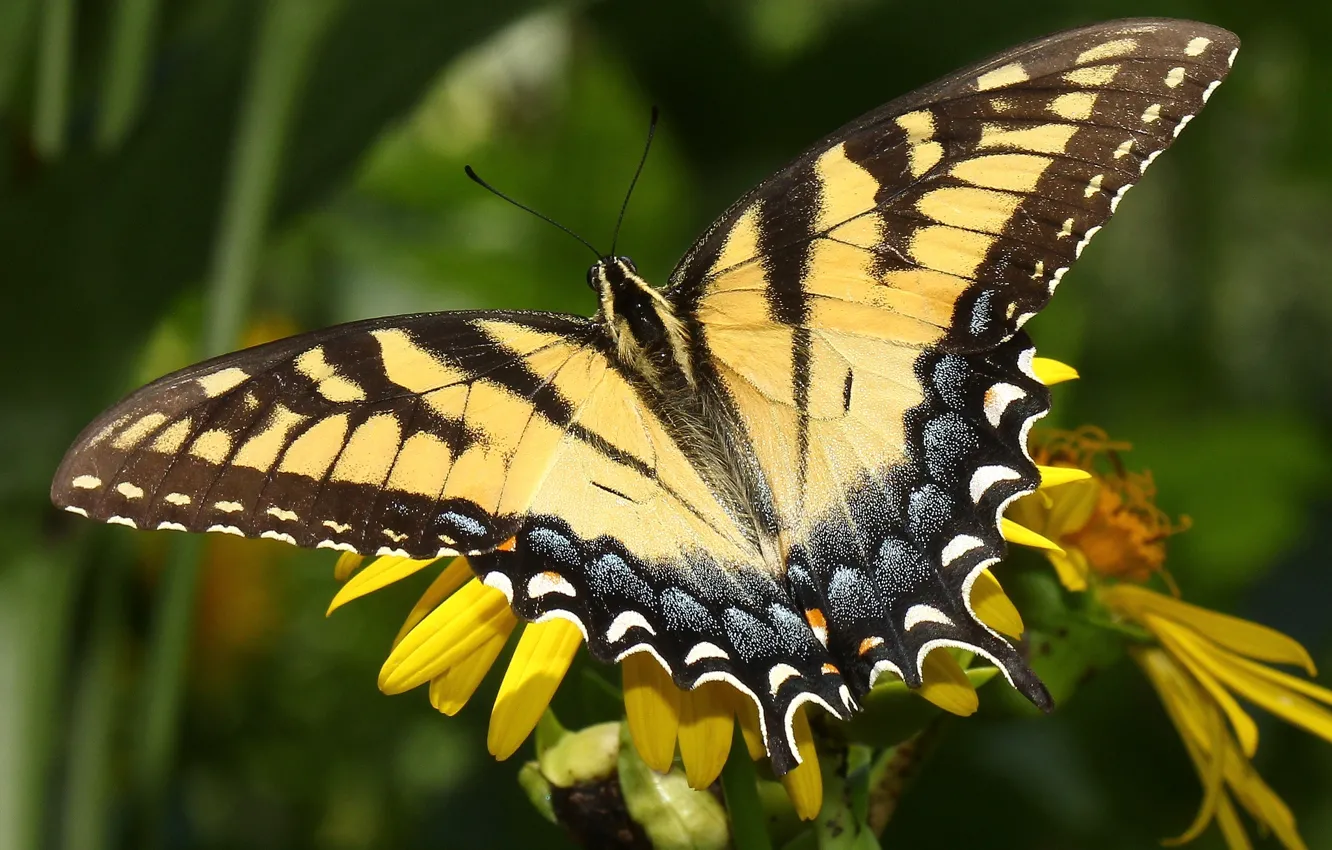 Photo wallpaper macro, flowers, butterfly