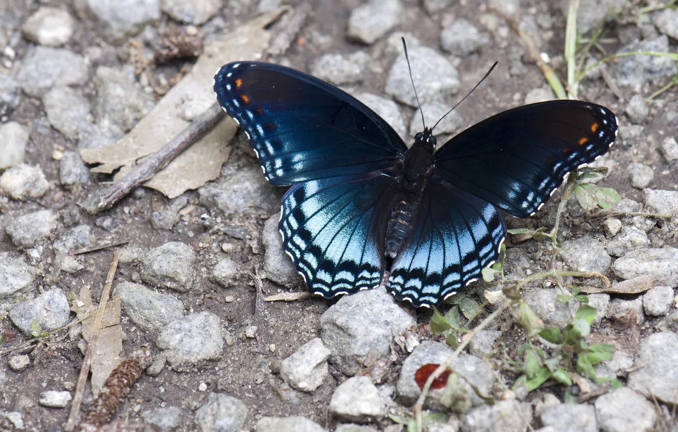 Photo wallpaper macro, butterfly, wings, beautiful, stones, closeup