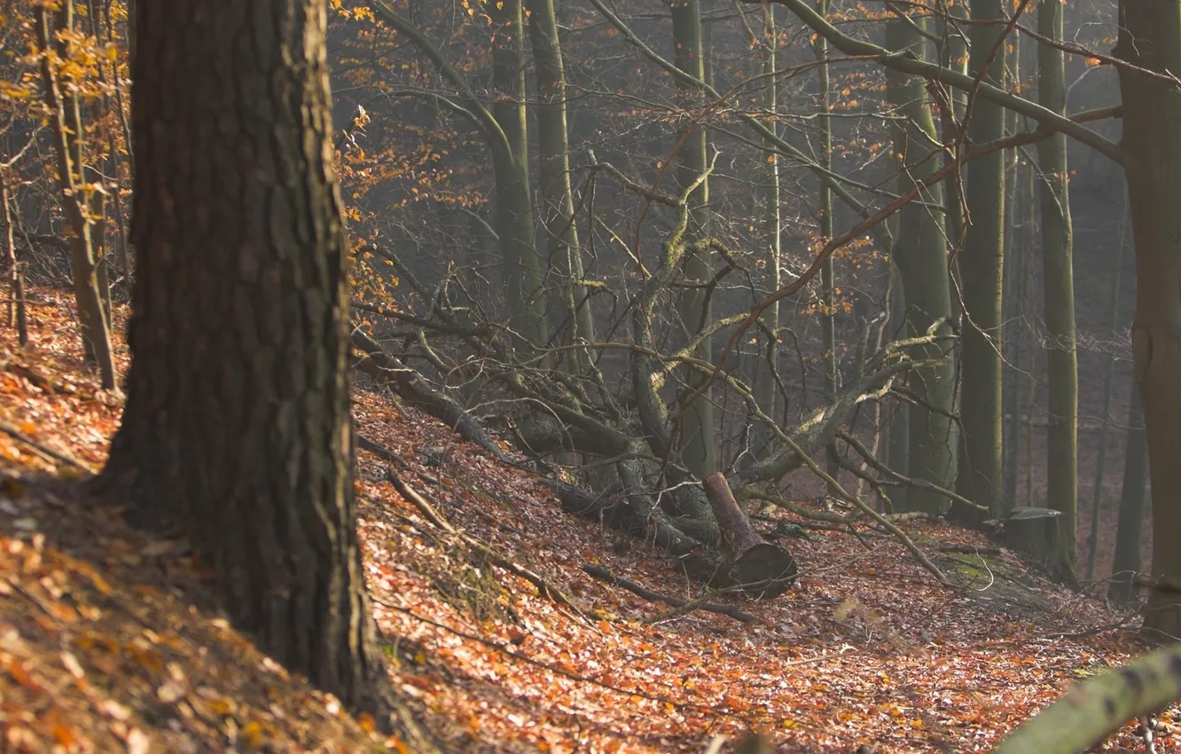 Photo wallpaper autumn, forest, trees, fallen