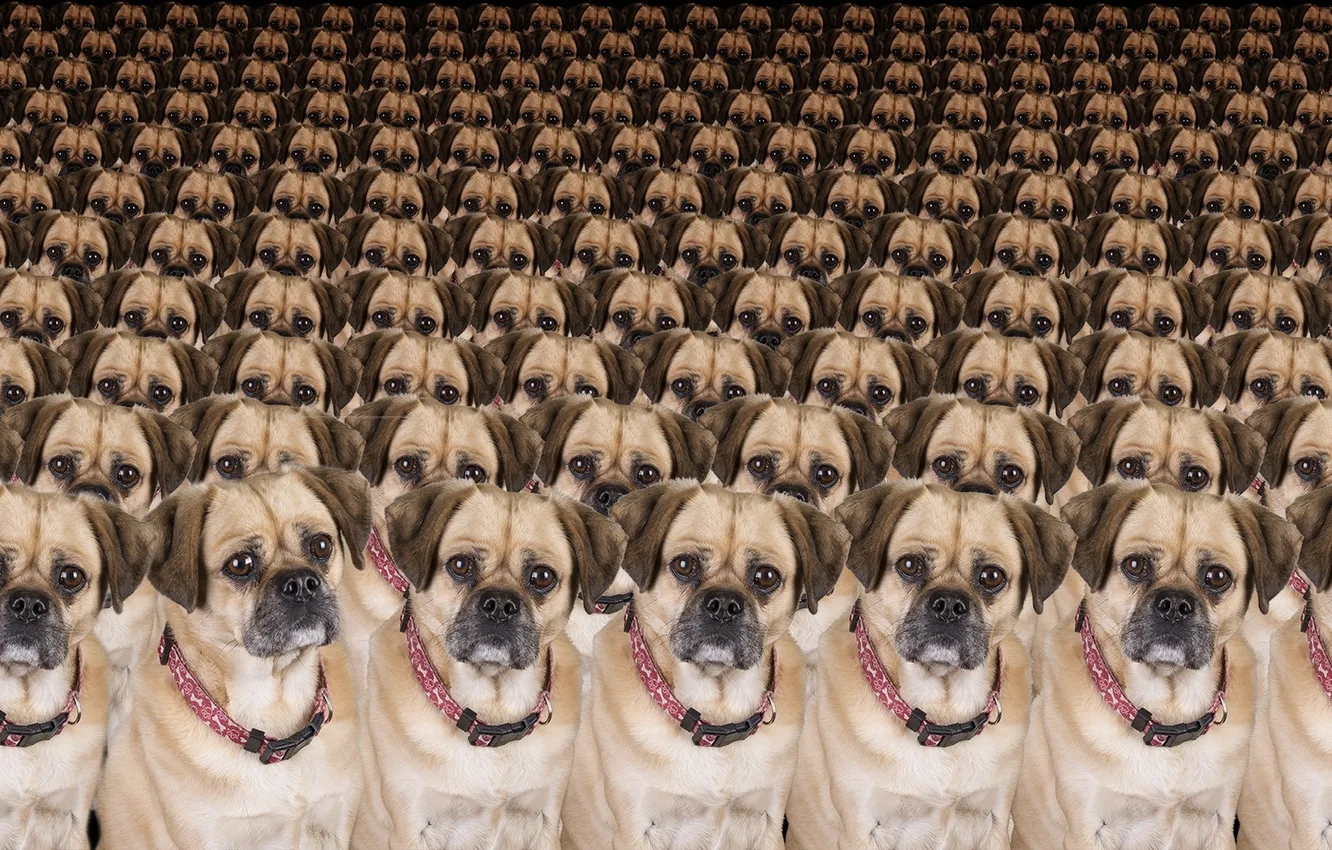 Photo wallpaper look, each, dog