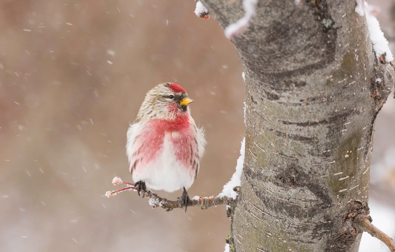 Photo wallpaper winter, snow, tree, bird, Tap dance