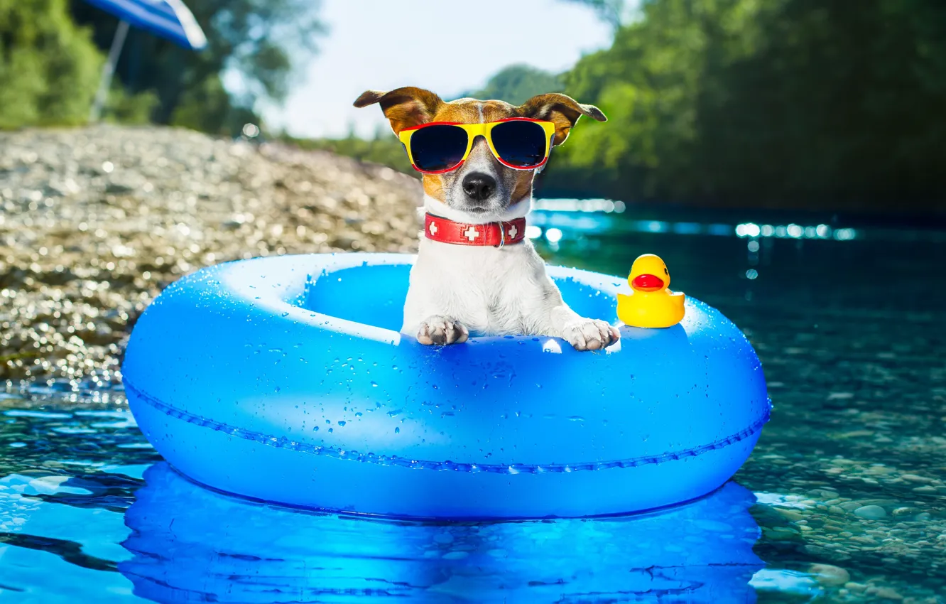 Photo wallpaper water, round, dog, glasses, Jack Russell Terrier