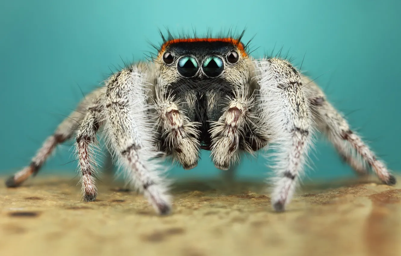Photo wallpaper eyes, macro, pose, background, legs, spider, hairy, turquoise