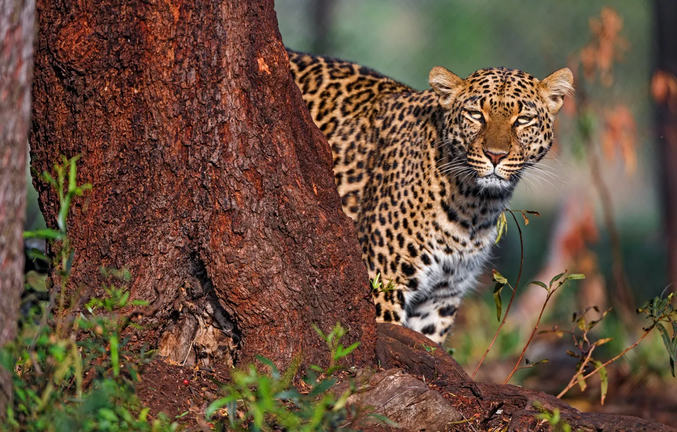 Photo wallpaper look, face, light, nature, background, tree, leopard, trunk