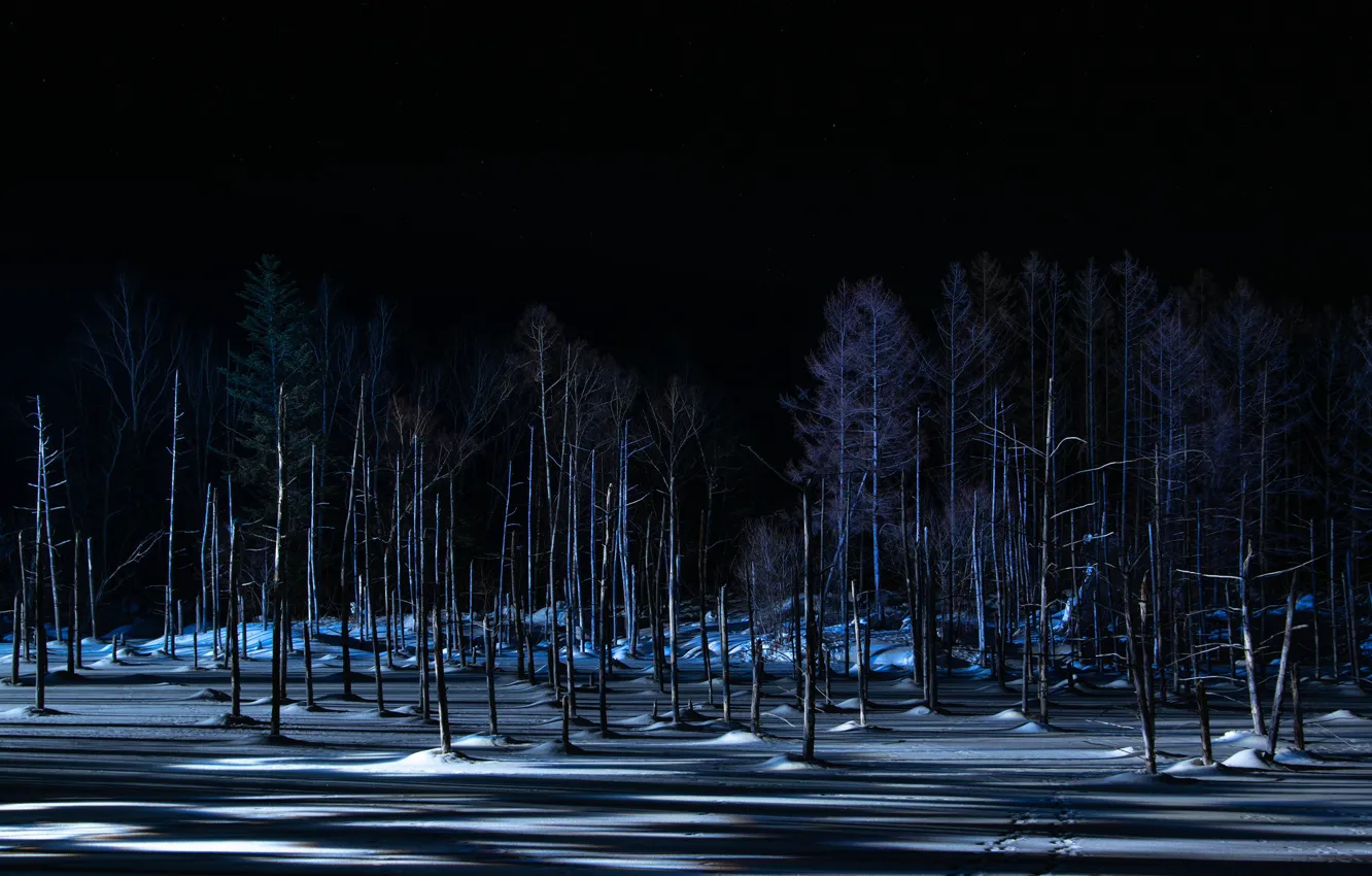 Photo wallpaper winter, forest, night