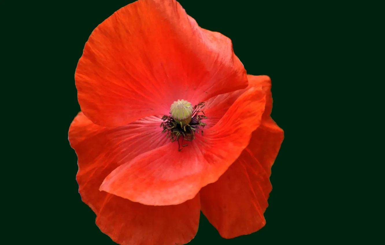 Photo wallpaper macro, background, Mac