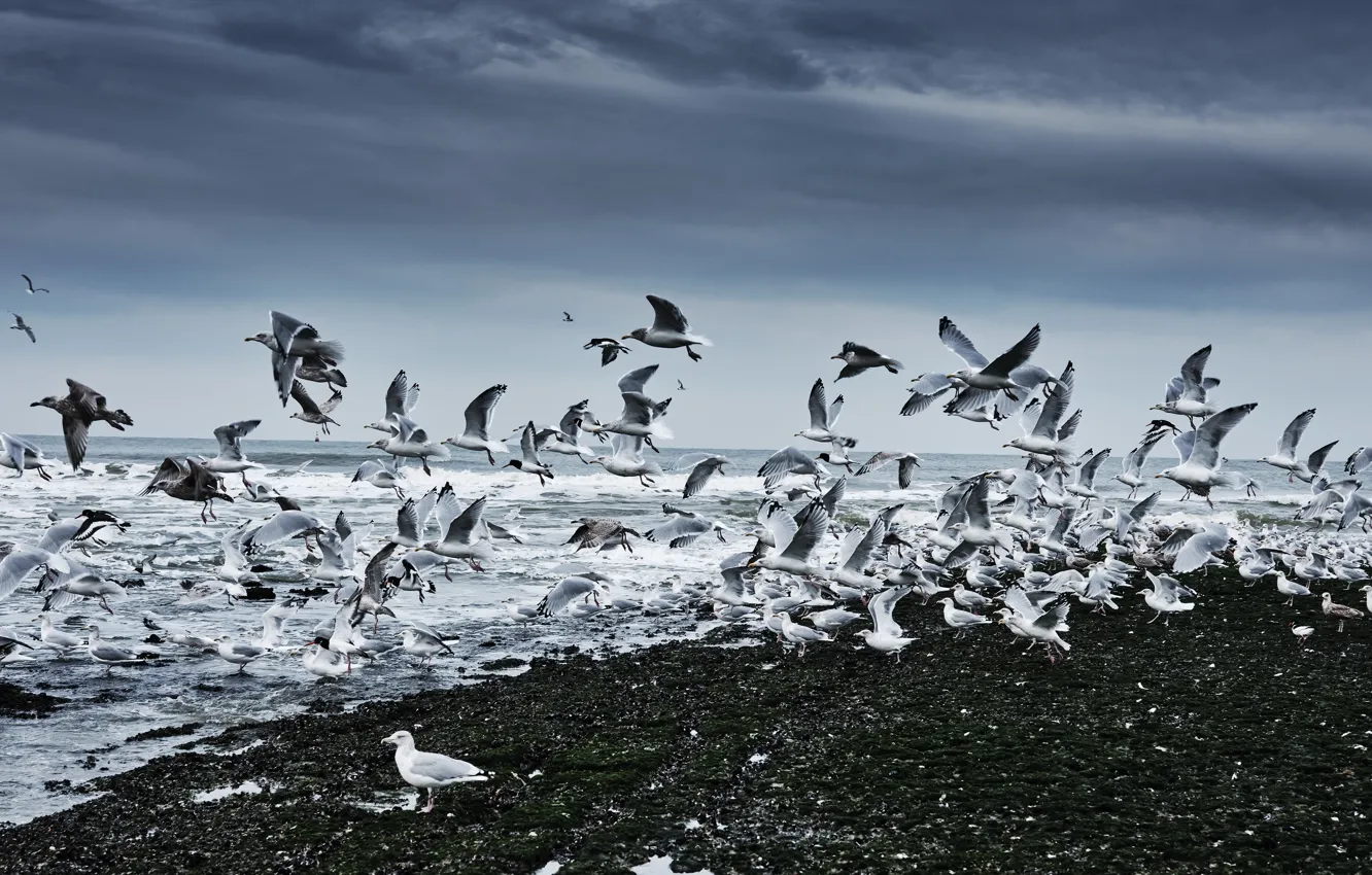 Photo wallpaper sea, birds, shore