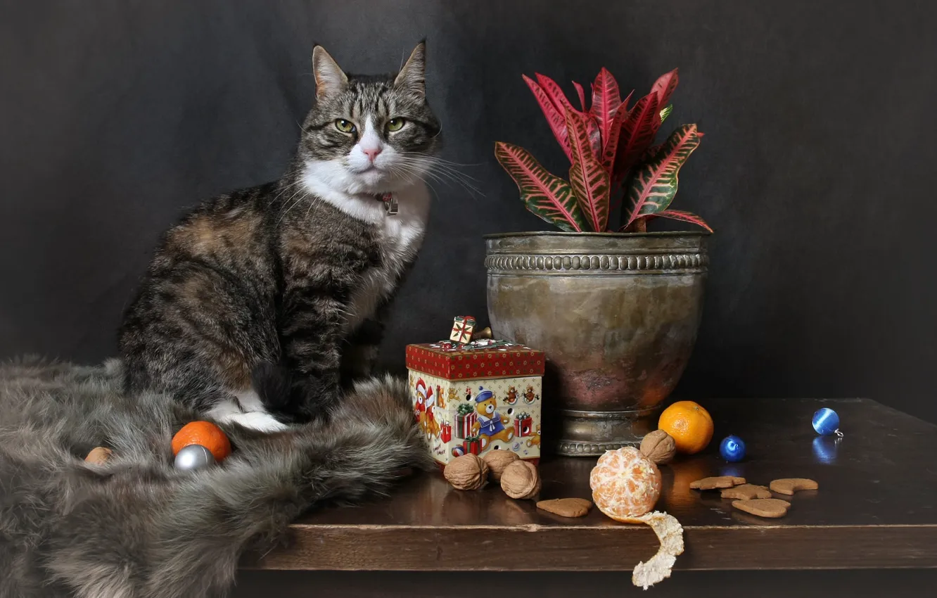 Photo wallpaper cat, cat, look, balls, pose, table, grey, toys