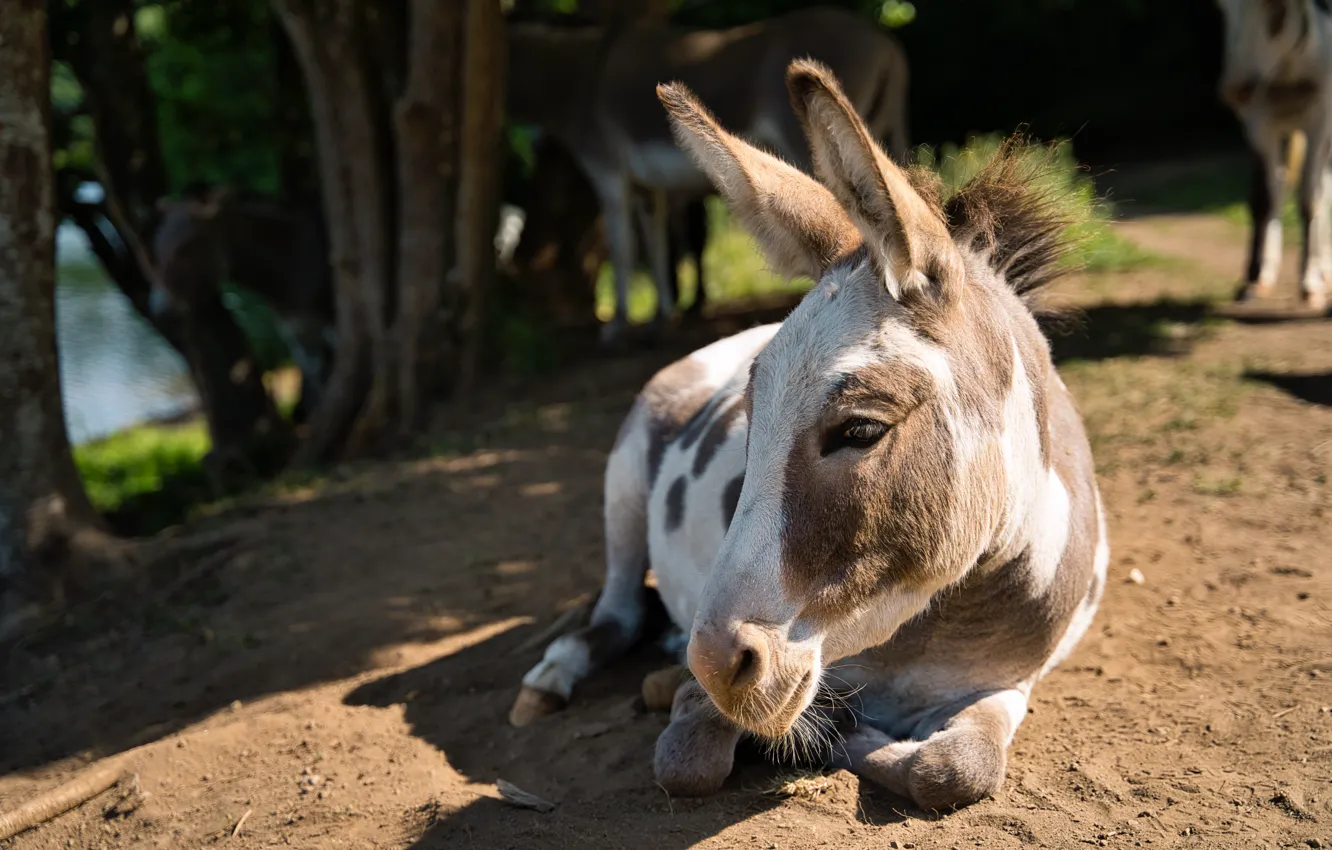 Photo wallpaper nature, Ass, donkey, donkey