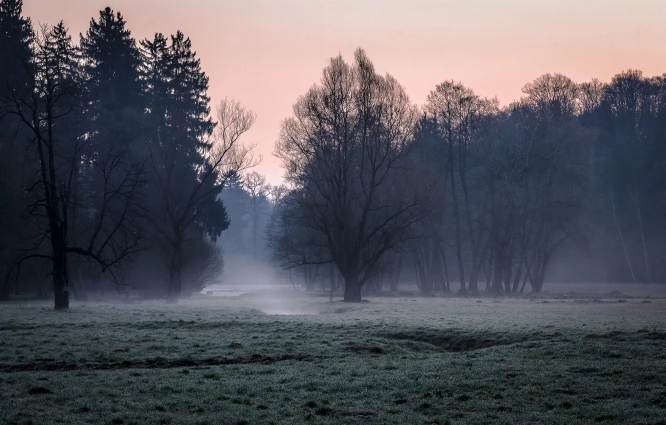Photo wallpaper forest, the sky, grass, trees, landscape, nature, fog, glade
