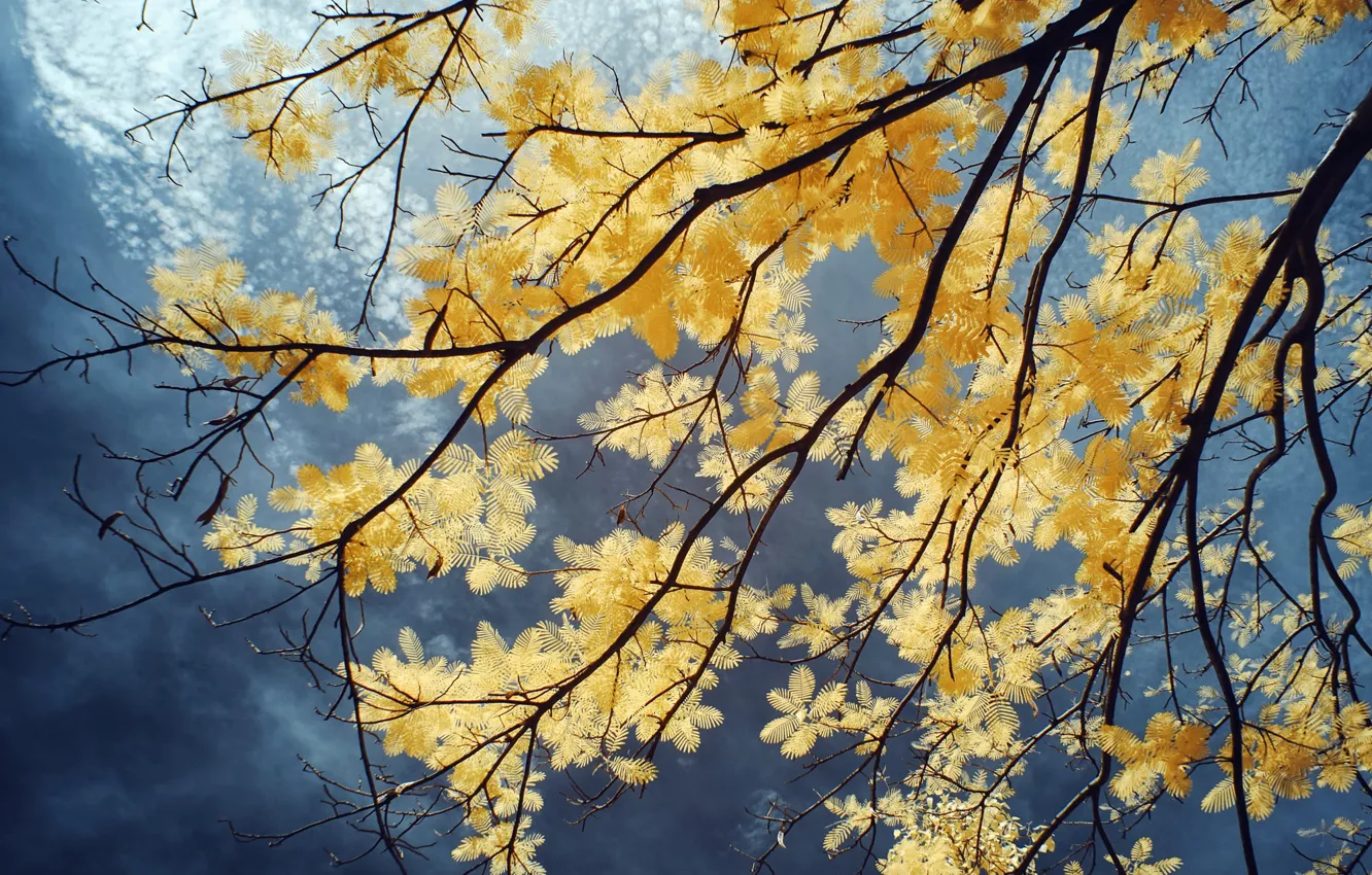 Photo wallpaper autumn, the sky, clouds, trees, branches, yellow, nature, foliage