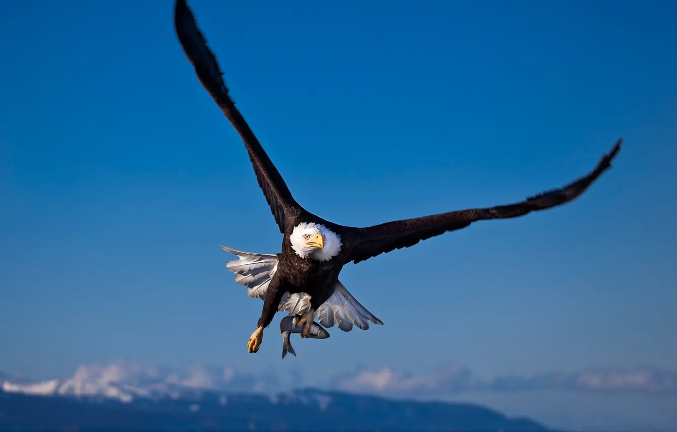 Photo wallpaper eagle, fish, Bird, hunting, mining, bald eagle