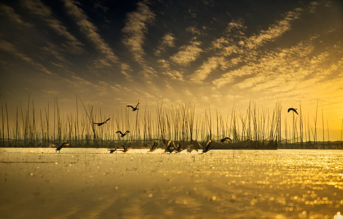 Photo wallpaper the sky, water, reflection, bird